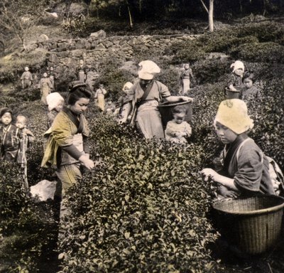 Teepflücken in der Provinz Uji, um 1900 von Japanese Photographer